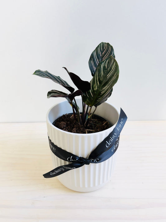 Calathea Ornata - Pin Stripe