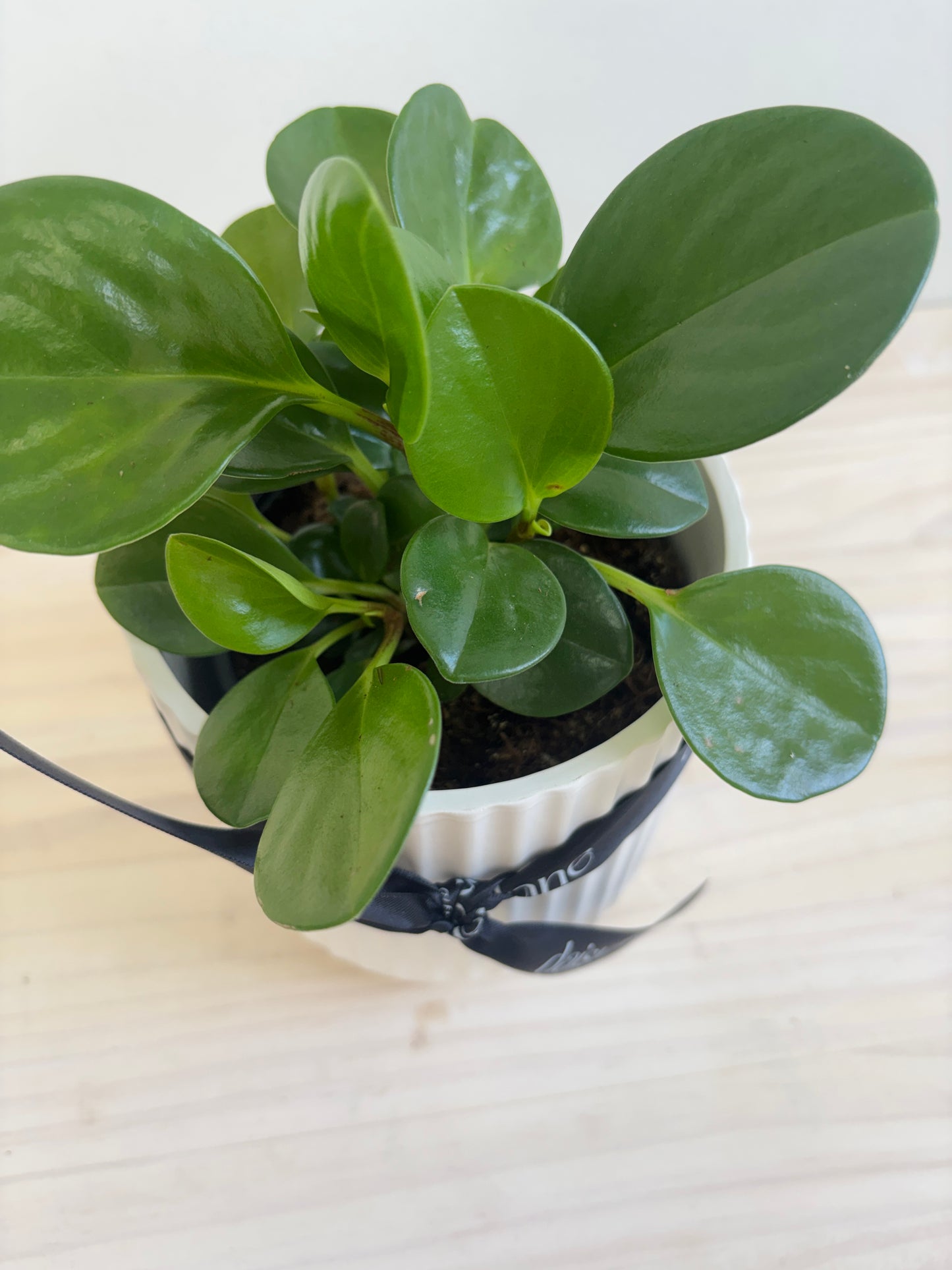 Peperomia Jade in White Ceramic Pot