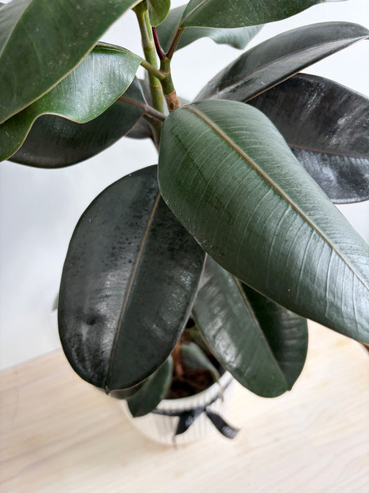 Ficus - Rubber Plant Burgundy