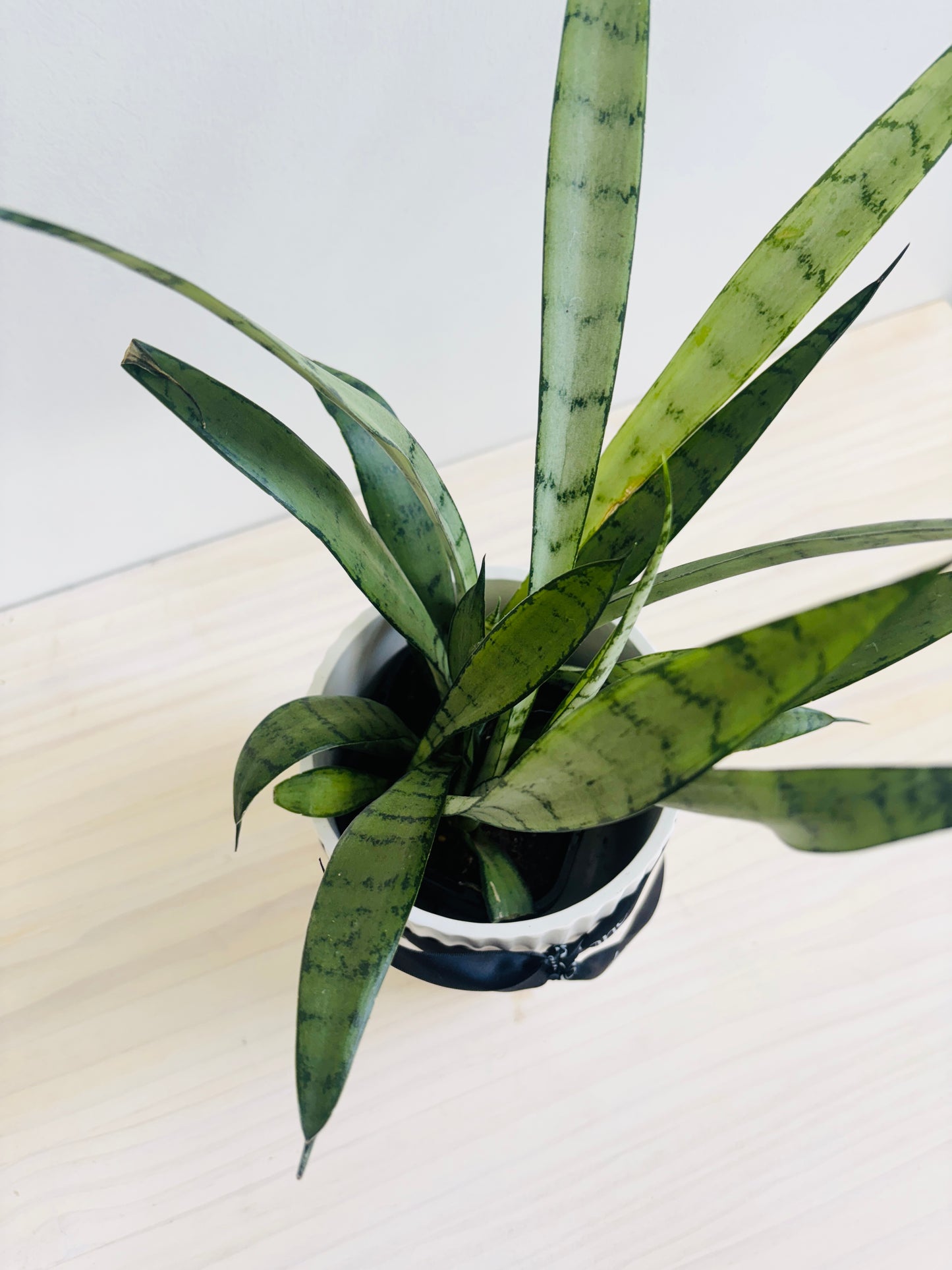 Sansevieria - Hybrid