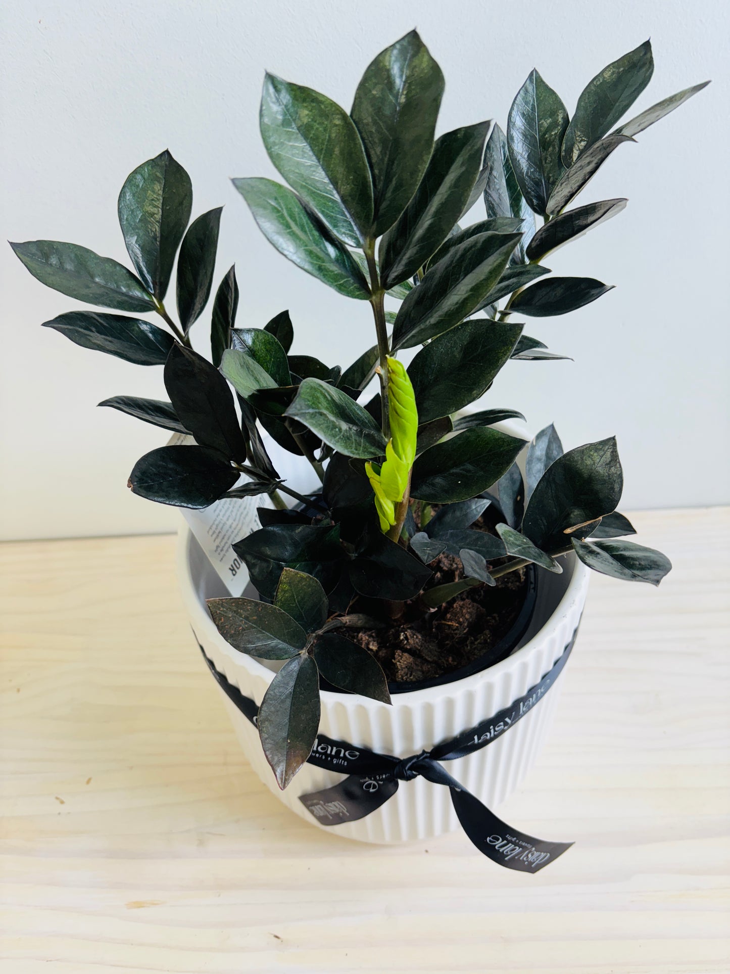 Potted plant with a white pot on a light surface