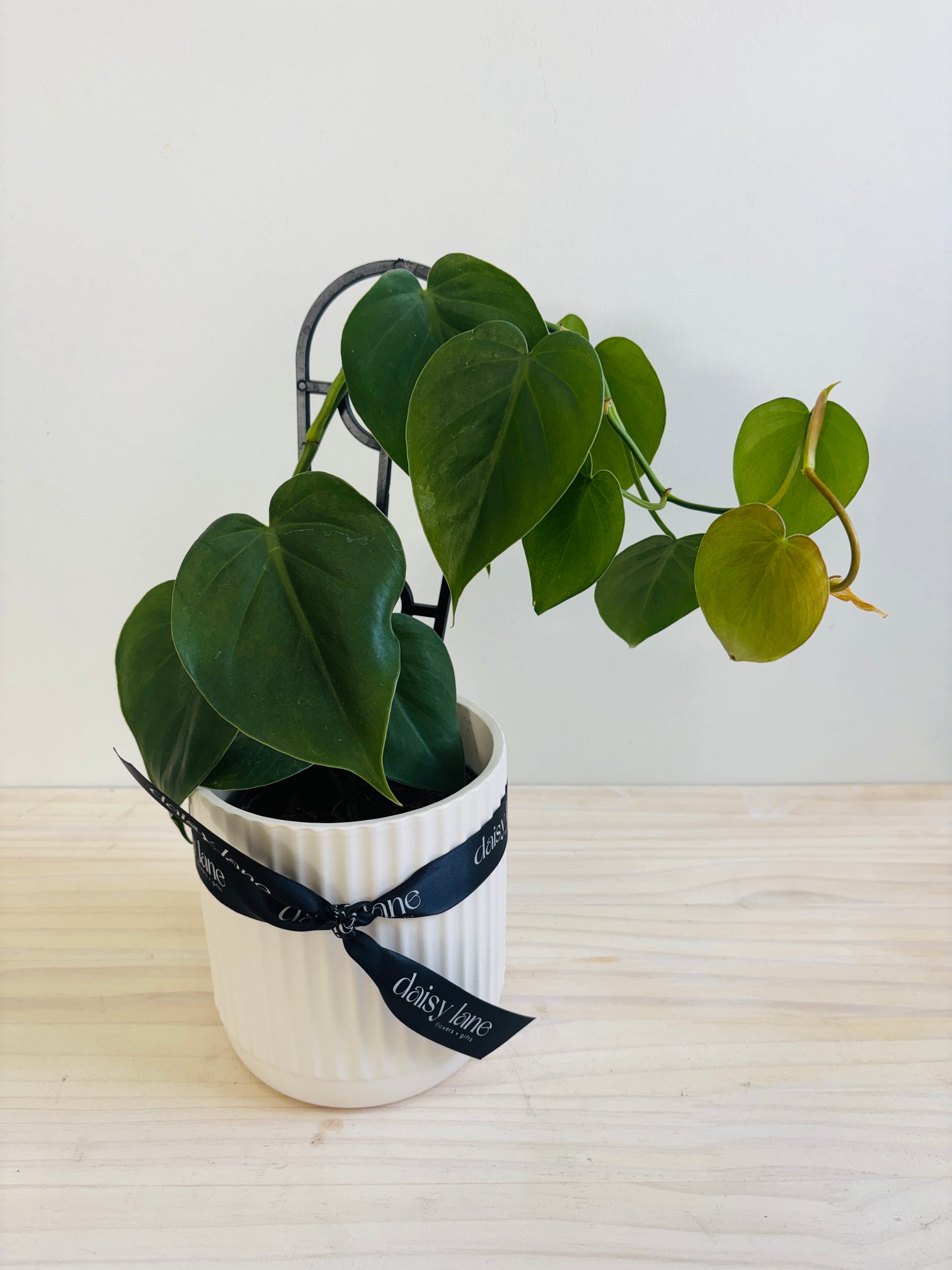 Philodendron - Heart Leaf