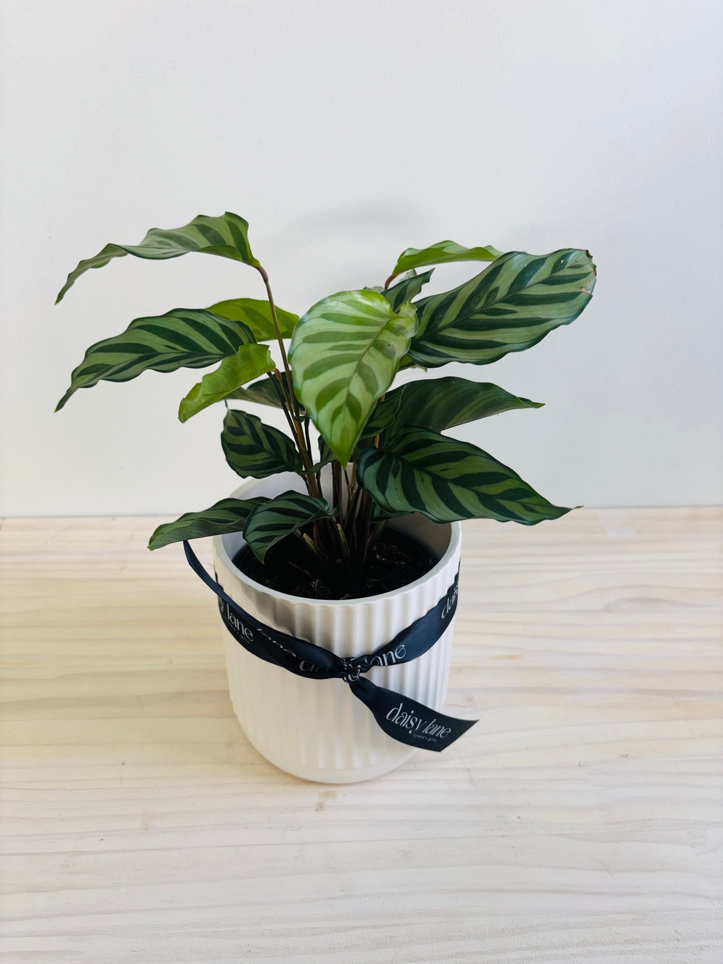 Calathea - Freddy