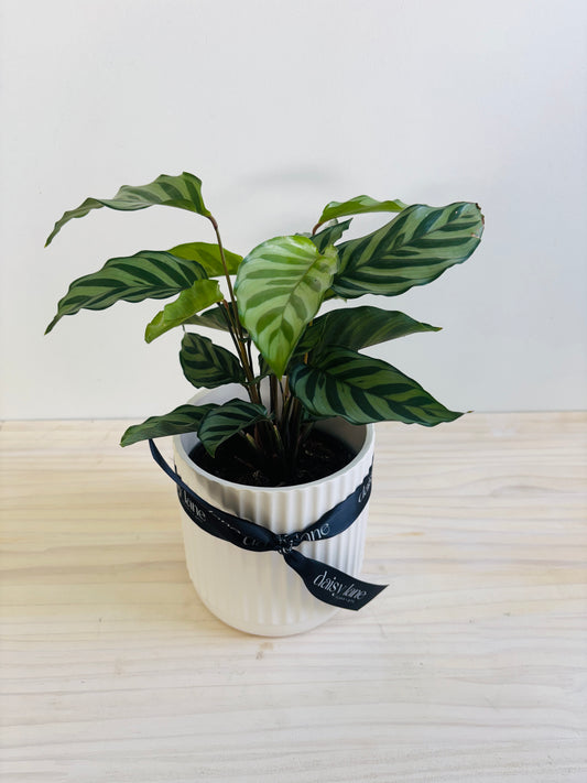 Calathea - Freddy