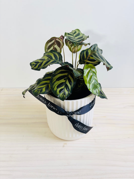 Calathea Makoyana - Peacock