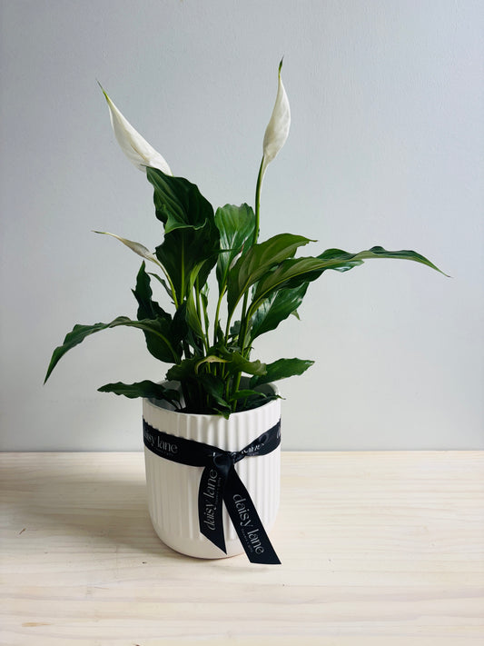 Spathiphyllum - Peace Lily
