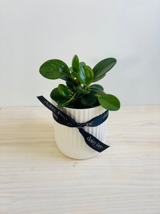 Peperomia - Jade