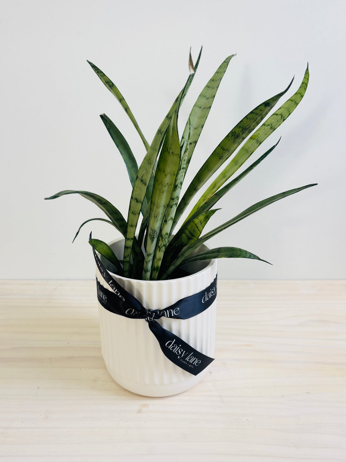 Sansevieria - Hybrid