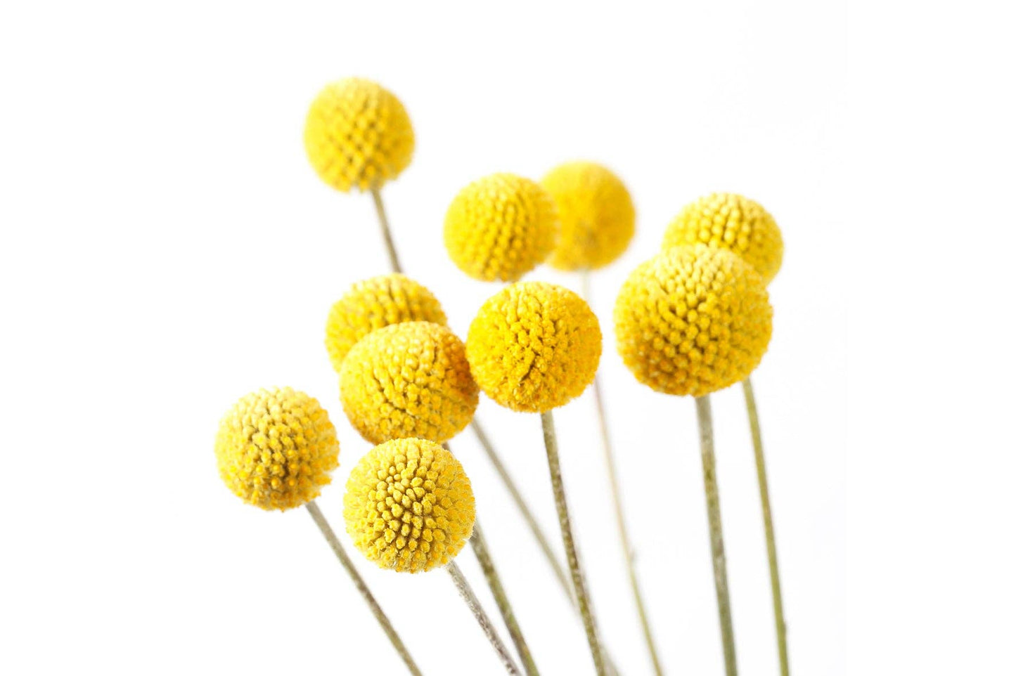 Billy Buttons Grow Kit