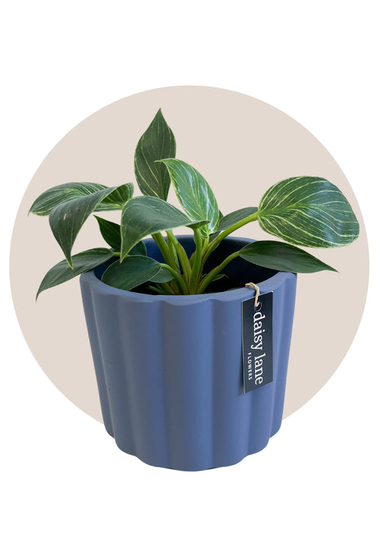 Philodendron in Decorative Pot