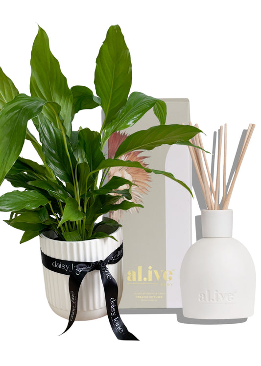 Plant + Diffuser