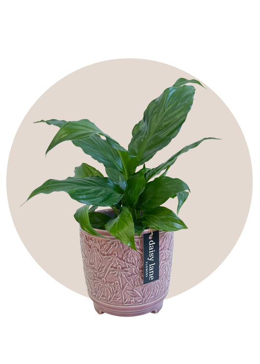 Peace Lilly in Decorative Pot