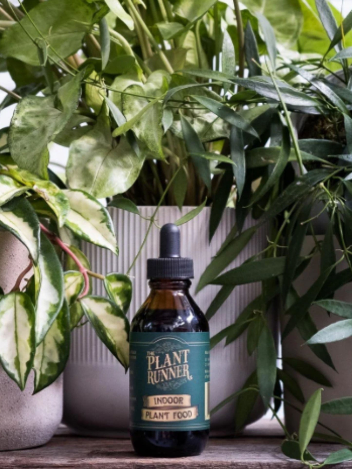 Indoor Plant Food