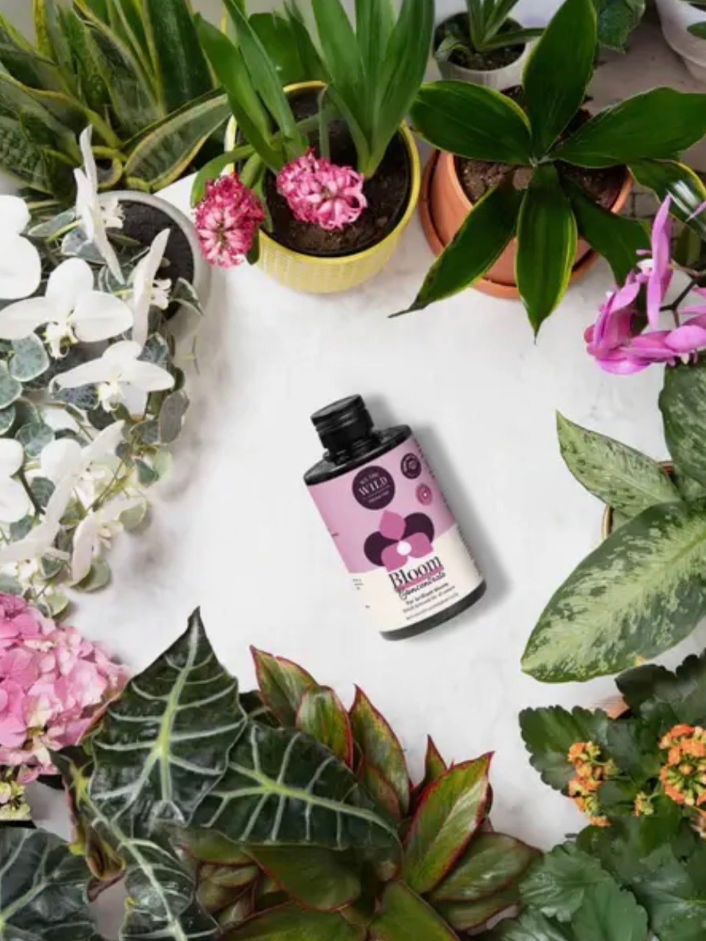 Bloom Concentrate